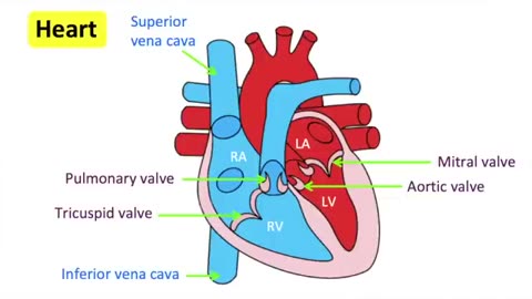 Major organ function