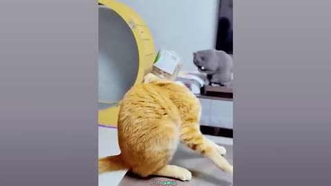 Funny dogs and cats 🐱🐈🐈🐈🐱