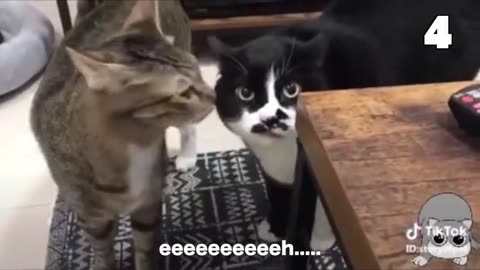 These Cats Can Speak English Better Than Hooman 😸 Funny Cats Compilation