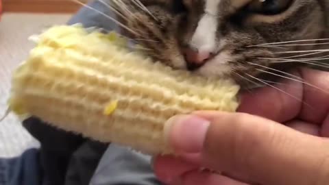 “The perfect audio-video pairing doesn’t exi…. 😹🌽❤️”