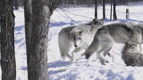 Female Timber Wolf in Heat - Parc Omega Canada