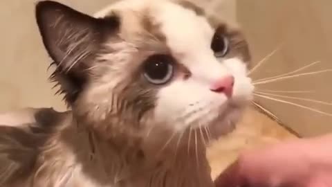 We are showing you our beloved cat while giving her a bath.