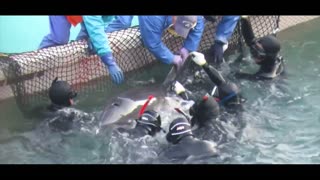 'Super-Pod' - Film from 2017 as 300 Bottlenose dolphins were driven into the Cove