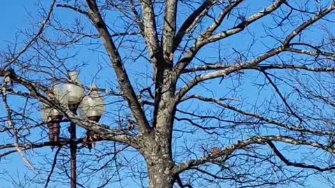 Wildlife Rescuers Tranquilizes and Catches Black Bear in Tarp for Relocation