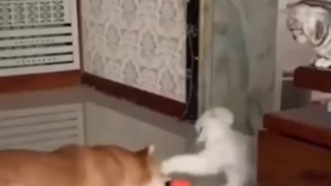 Funniest cat videos #126 - HILARIOUS!