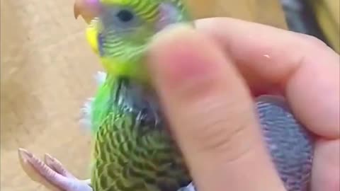 My cute Australian parrot baby's my cutiee pie's