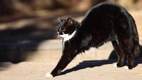 A stretching black cat