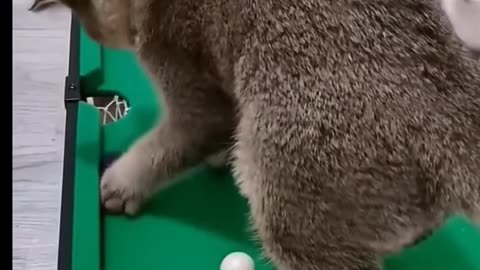 CAT 🐈😺 PLAYING FUN POOL। GAME