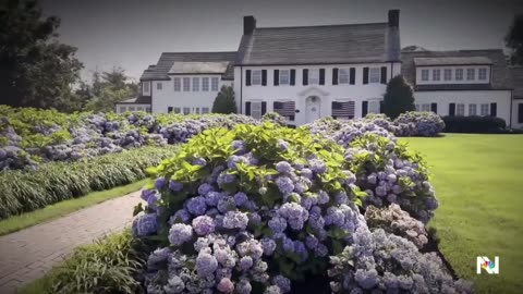 Flower power: why it's a banner year for hydrangeas