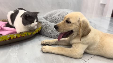 Friendly Labrador puppy wants to make friends with new kitty! Kitten is angry 💢Cute animal video