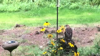 Cooper's hawk came to visit my feeder.