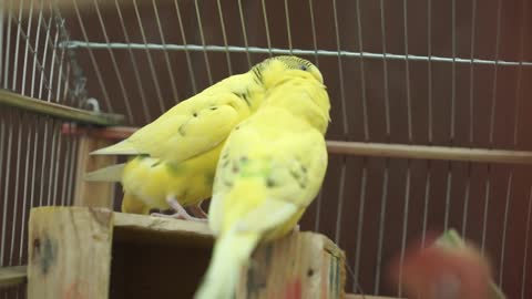 Close-Up Video Of Yellow Birds Perched On A Wood Surface