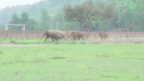 Elephants Run To Greeting A New Rescued Baby Elephant - ElephantNews