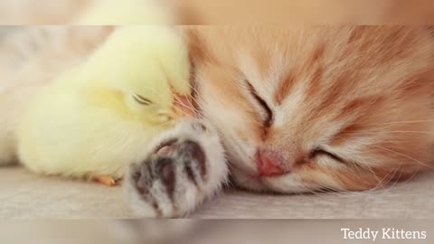 Kittens and baby chickens share a bed.
