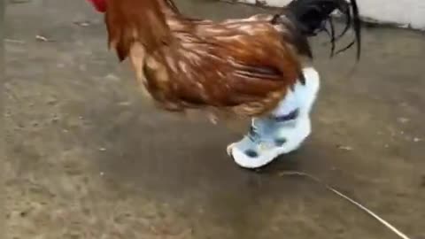 A hen in walking