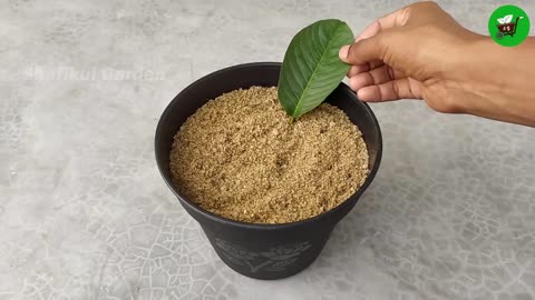 How to grow guava trees from guava leaves