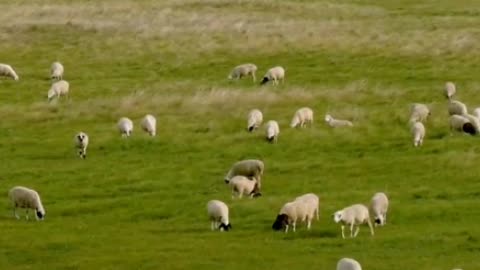 The idle sheep graze again