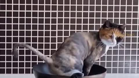 Omg So Cute Funny cat videos Are u cooking