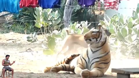 Funny dogs prank a fac tiger 🐅#dogs