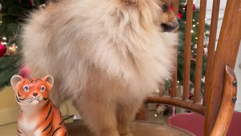 Pomeranian dog on chair with tiger figurine in front of Christmas tree