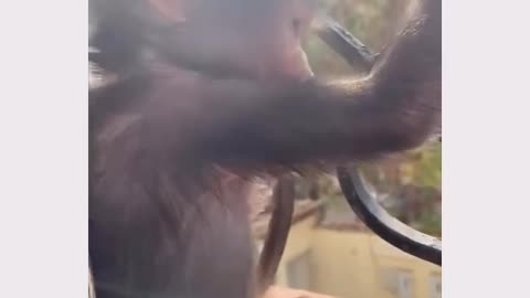 Scared Monkey