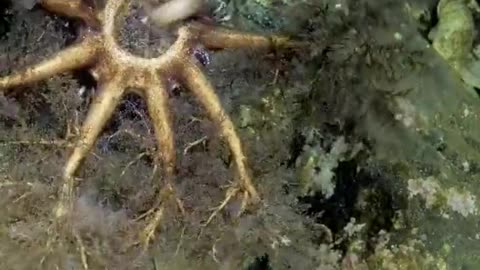 How a sea cucumber eats