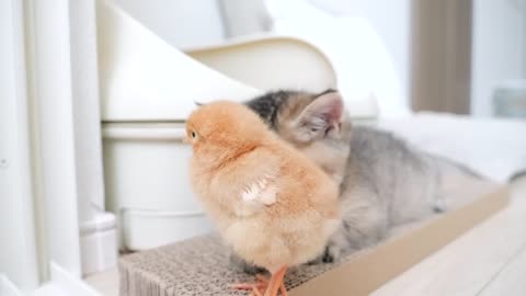 Looking back on how kitten Kiki met tiny chicks for the first