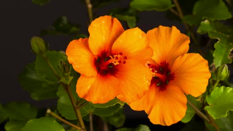 Orange hibiscus blossoms