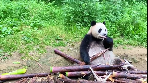 Giant Panda Eating Bamboo ASMR