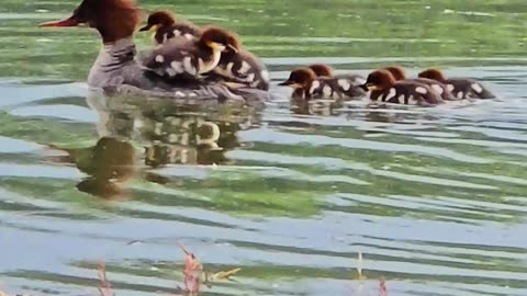 Mommy Taxi / Cute goosander chicks swim along on their mother's back.