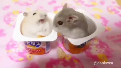 Hamster slap