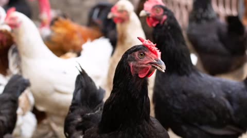 12 Chicken Breeds Best for Hot Climates