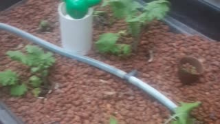 Hydroponics update