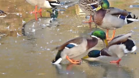 Ducks Fighting on a slippery surface