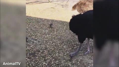Cheeky Ostrich Attacks - FUNNIEST compilation