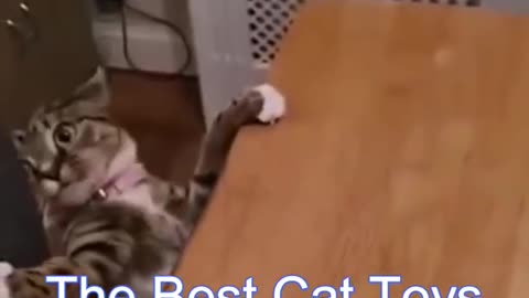 Funny cats