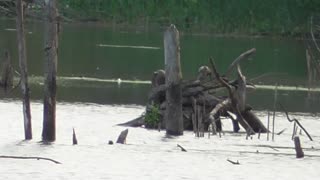 136 Toussaint Wildlife - Oak Harbor Ohio - Cormorant Enjoys Quiet Time