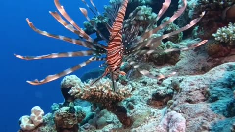 Lionfish