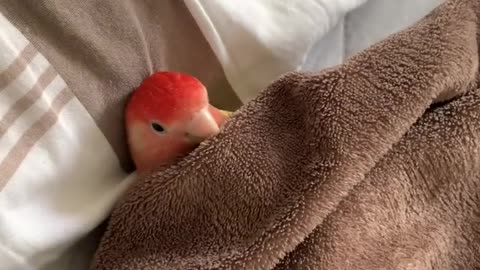 Cute parrot rest on bed