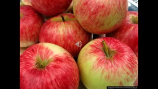 Momento Malum Today Episode 68 Apple Breeding Part 2 Early Apple Breeding