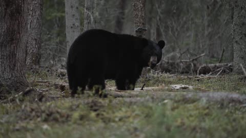 Successful Black Bear Hunt