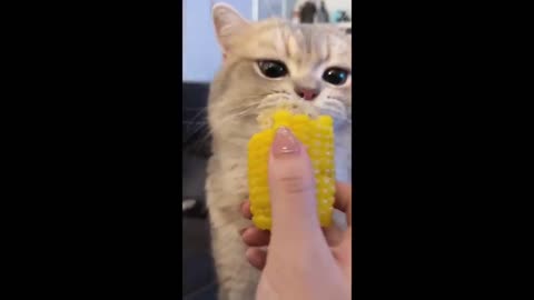 The very best and funniest CAT moments 😅Funny Pet Videos 2024