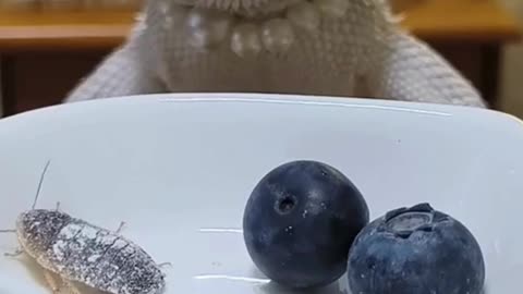 The bearded dragon likes to eat blueberries
