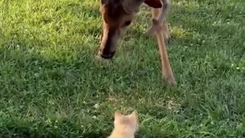 Tiny kittens befriend deer 😍,..