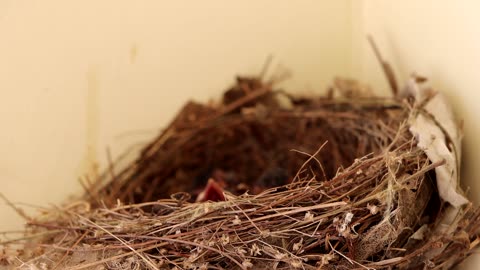 Nest of Bird