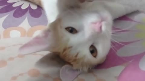 Cute cat playing .