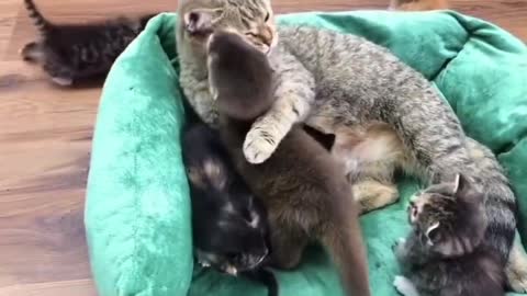 Mother cat adopts abandoned otter pups..🐈🐾🦦🦦❤️