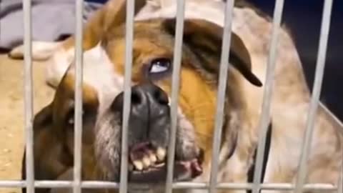 a toothy dog is gnawing on a cage