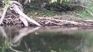 Great Blue Heron up close