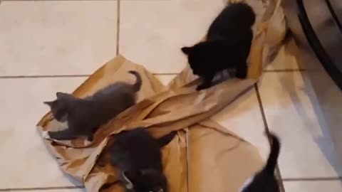 Rescue Kittens and packing paper